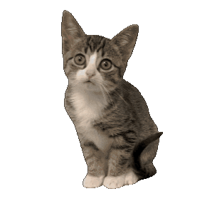 cute tabby kitten sitting doodle