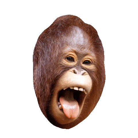 funny orangutan laughing face doodle