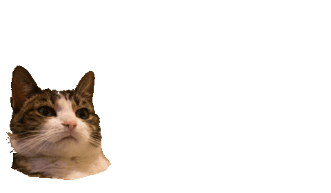 confused cat head meme doodle