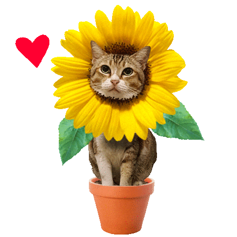 cute sunflower cat doodle