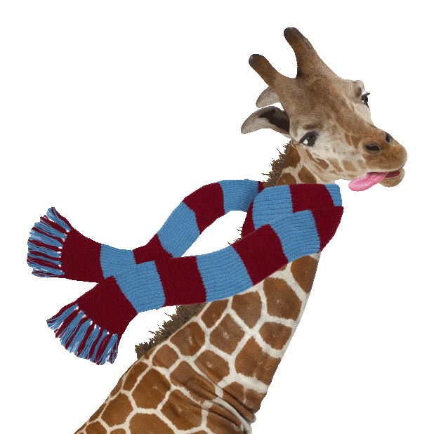 funny giraffe with scarf doodle