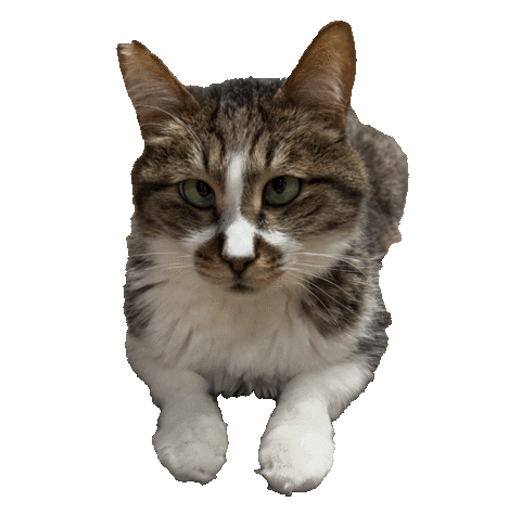 funny tabby cat doodle