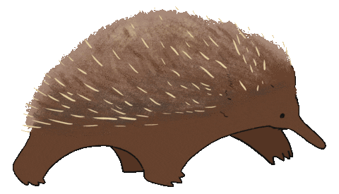 short beaked echidna walking doodle