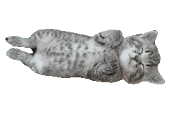 sleeping gray kitten cute doodle