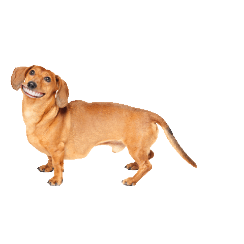 smiling dachshund dog heart fart doodle