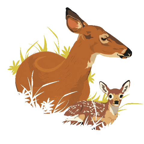 baby deer with mom doodle