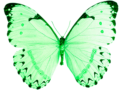 green butterfly doodle