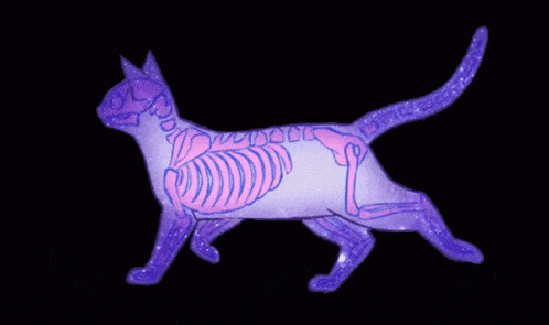 purple cat under x ray doodle