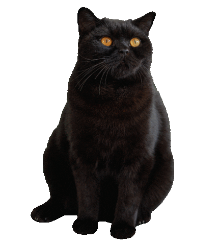 black cat blinking doodle