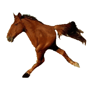 two legged horse meme doodle