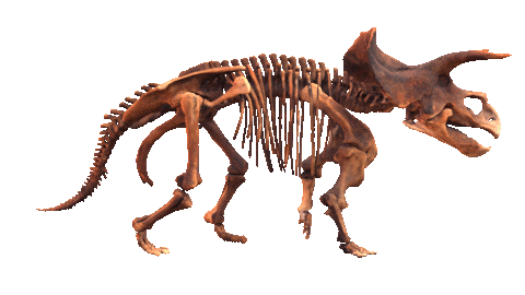 walking triceratops dinosaur skeleton doodle